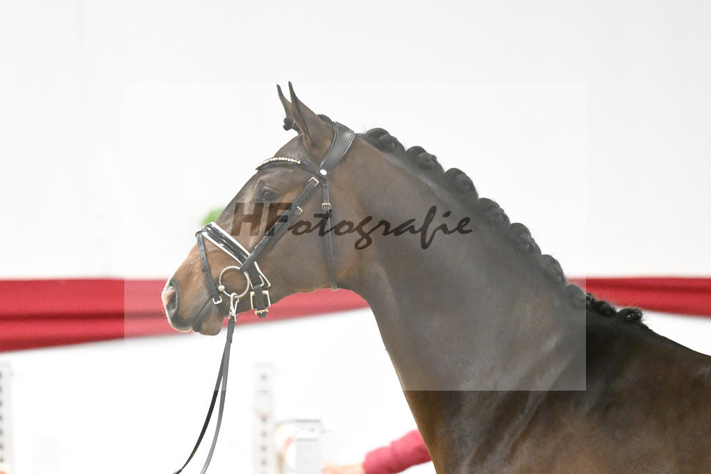 Kat-Nr. 29 v. Diaron_Meyer_63220929 | hf-fotografie - Realisiert mit Pictrs.com