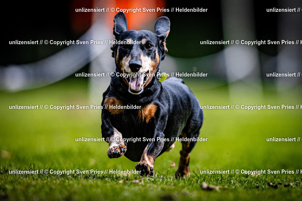 Sven Pries | 2025-10-03 - Hunderennen Obergrombach - Realisiert mit Pictrs.com