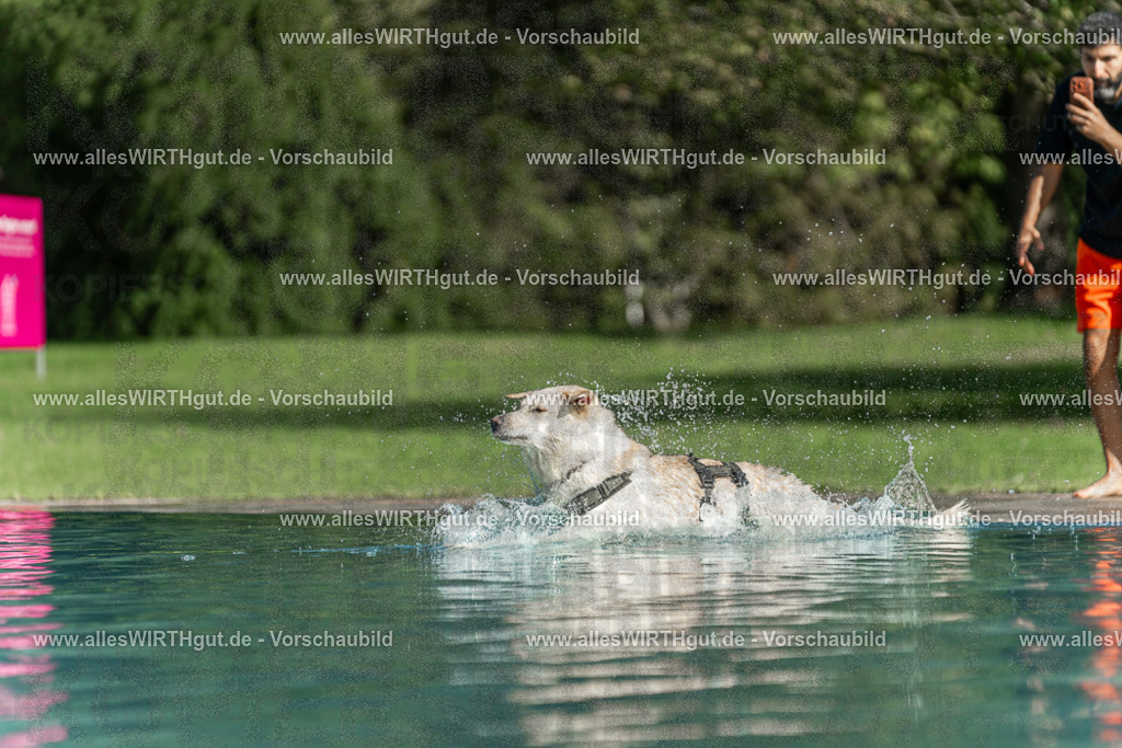 Hundeschwimmen_Volksbad_2026-allesWIRTHgut_Tierfotografie-2609061549-7R501910 | Professionelle Tierfotografie in Mönchengladbach von Daniel Wirth (allesWIRTHgut). Liebevolle & natürliche Bilder von Hunden & Katzen für unvergessliche Erinnerungen.