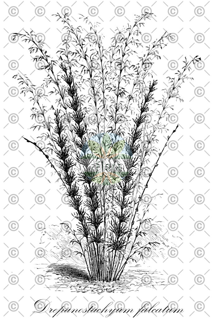 HistAbb_wfo-0000766142_1_SIMPLE | Historische Abbildung von Drepanostachyum falcatum - Poaceae | Historical Illustration of Drepanostachyum falcatum - Poaceae