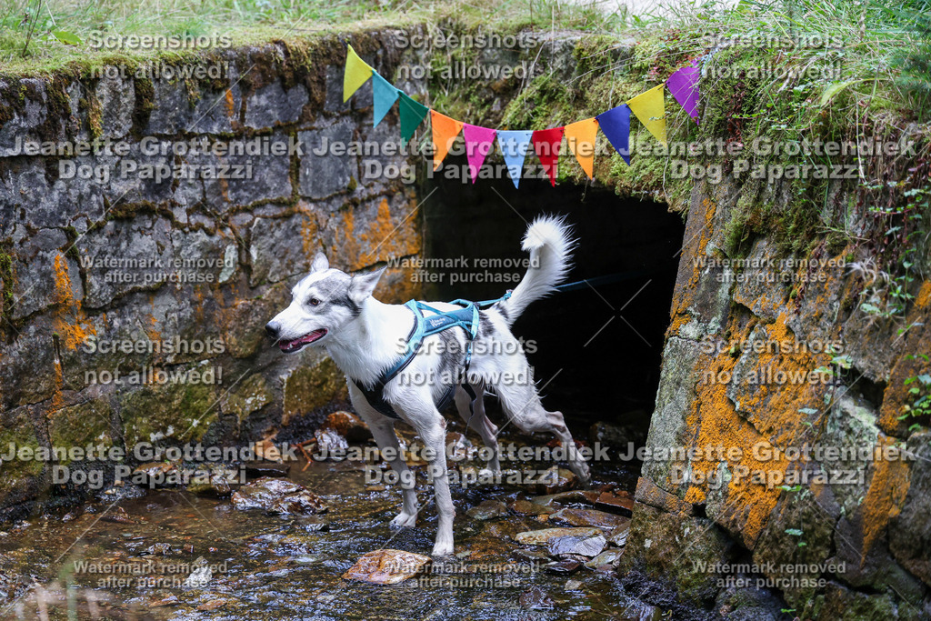Dog Paparazzi -  TH 26-561 | Dog Paparazzi Jeanette Grottendiek Fotografie & Videografie - Realisiert mit Pictrs.com