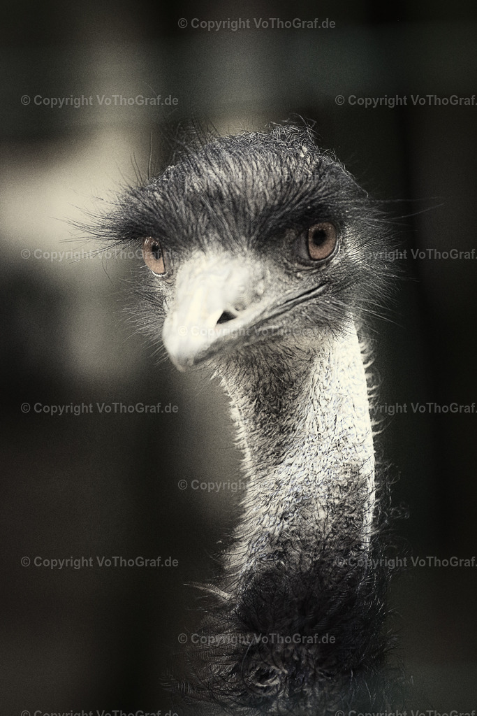 2013-07-13 - 4988 | Portrait, Fotograf, Berlin, Umkreis, Region, Menschen, Studio, Tierfotografie, Kopfkino, Studiofotografie, Outdoor, Homestory, Katzen, Hund, Hunde, Katze, Gravurarbeiten, kreativ, - Realisiert mit Pictrs.com