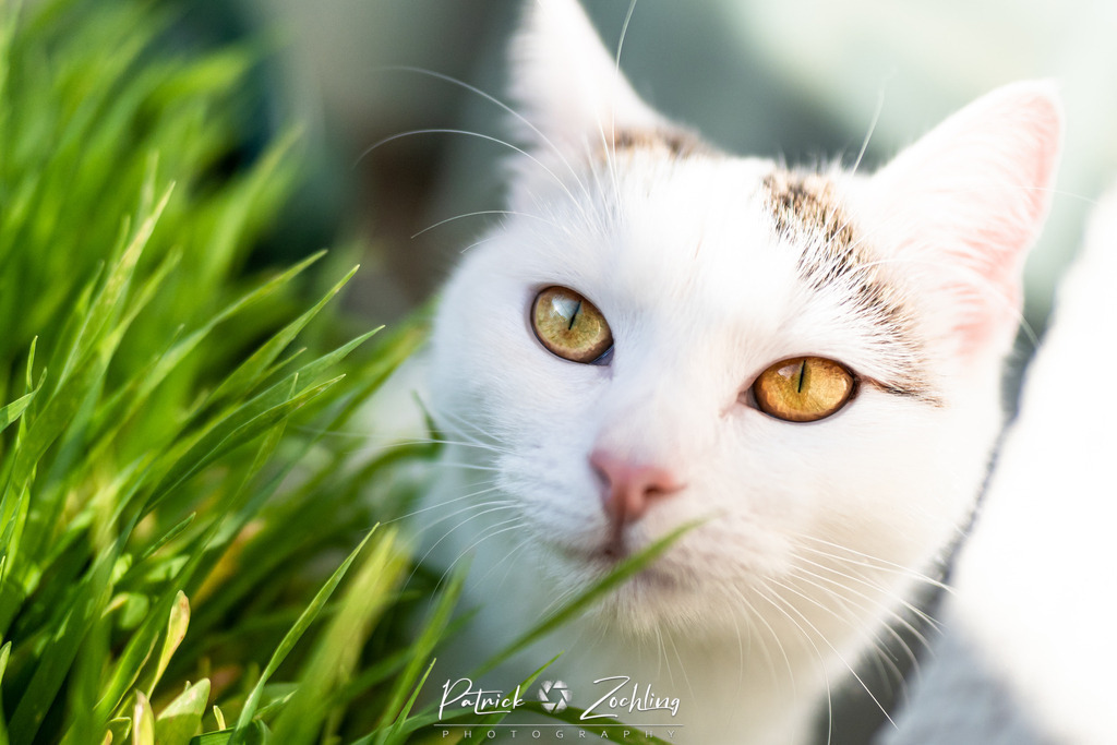 Cats-Zöchling (11) | Patrick Zöchling - Realisiert mit Pictrs.com