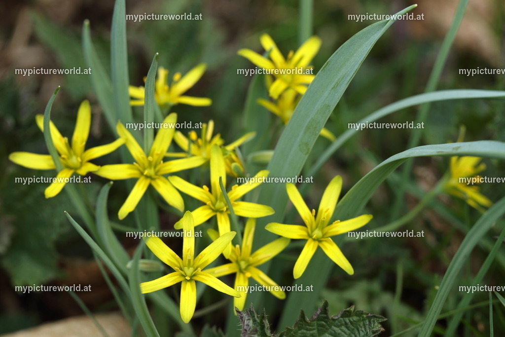 Wald-Gelbstern-004 | Das Bilderarchiv über Tiere, Planzen und Landschaften. In der Bilddatenbank finden Sie ein große Auswahl an hochwertigen Bilder für Ihre Werbung - Realisiert mit Pictrs.com