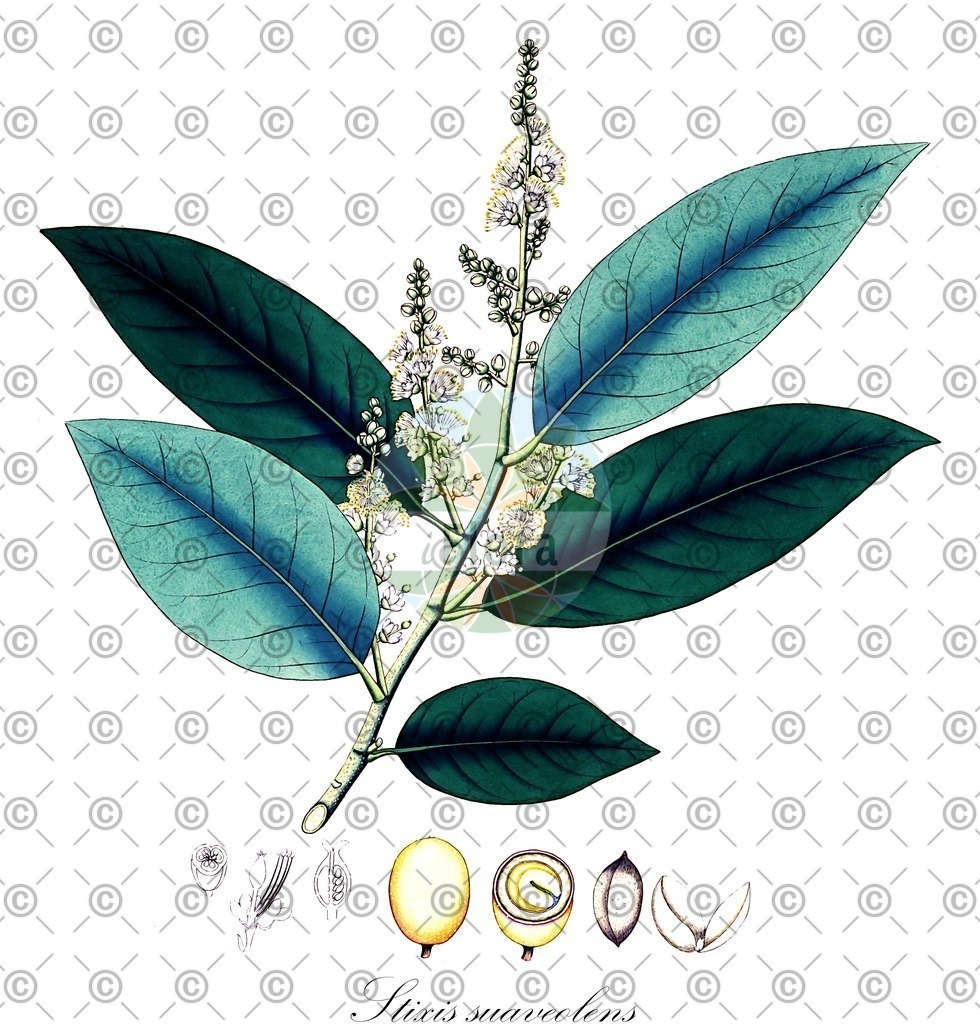 HistAbb_wfo-0000779579_1_ENZY_Simple | Historische Abbildung von Stixis suaveolens - Resedaceae | Historical Illustration of Stixis suaveolens - Resedaceae