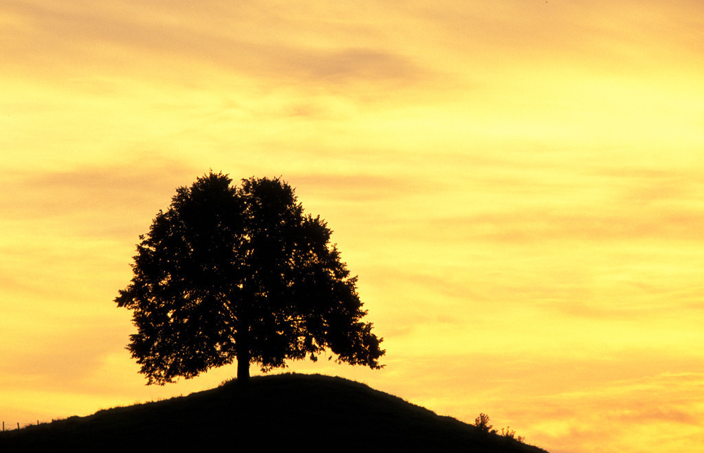 Baum Shilouette | Austria: Baum Shilouette. - Realisiert mit Pictrs.com