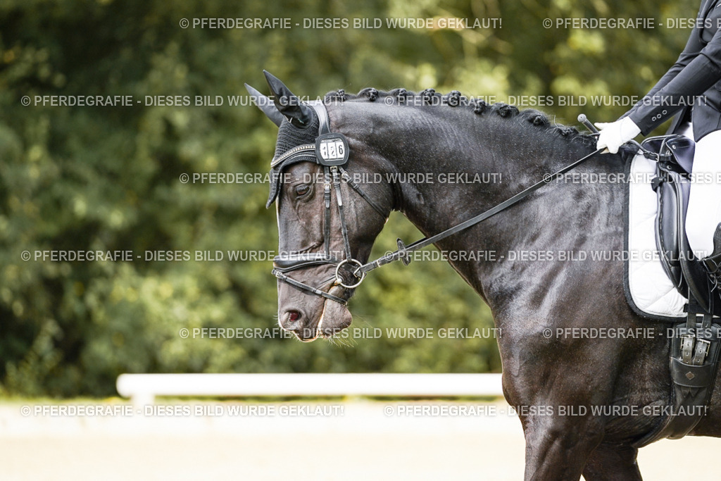 DSC02146 | Pferdegrafie