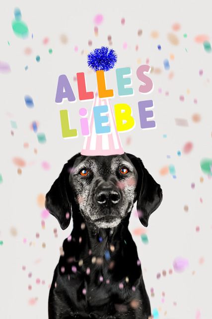 Emmys Wünsche | Lizbeth Hundefotografie