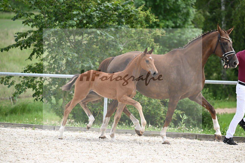 Sir Gribaldi x Florencio I_SF_Gestuet Greim_20240807 | hf-fotografie - Realisiert mit Pictrs.com