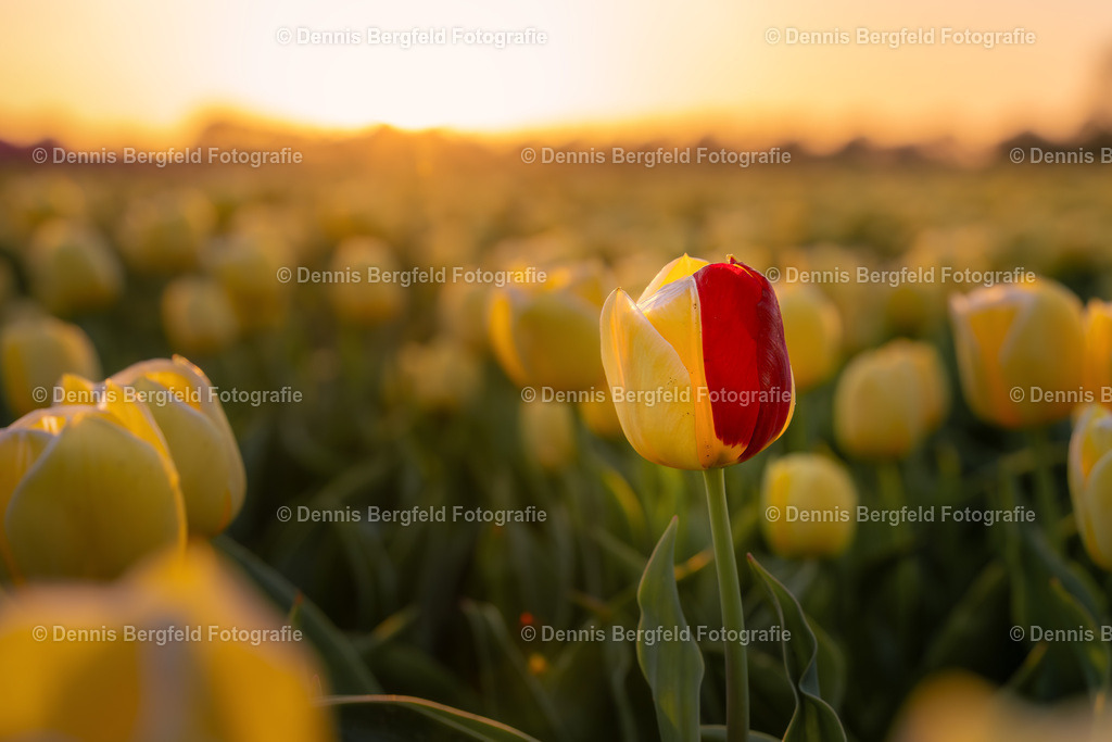 Einfach anders | Entdecken Sie Natur, Makro und Tierfotografie von Dennis Bergfeld.Besondere Momente und Details der Natur, hochwertig als Foto und Wandbild erhältlich. - Realisiert mit Pictrs.com