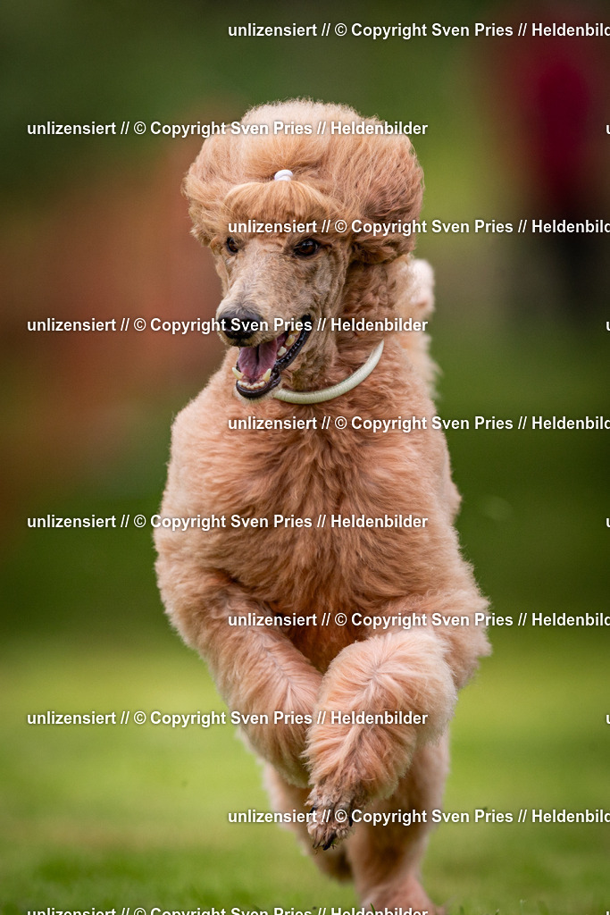 Sven Pries | 2024-09-22 - Hunderennen Baden-BadenPudelverein - Realisiert mit Pictrs.com