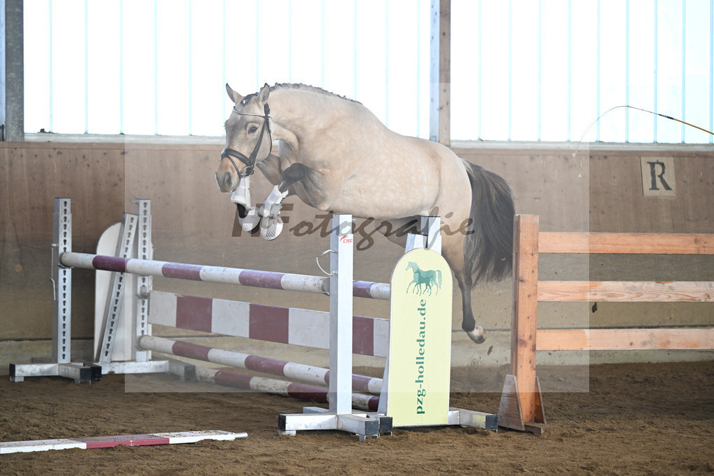 Kat-Nr. 8 Gruendleinshofs Gluecksgarant v. Gold Garant_Kaus_49250215 | hf-fotografie - Realisiert mit Pictrs.com