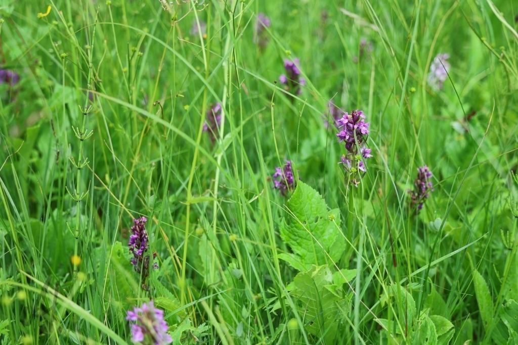 Orchideenwiese mit Knabenkraut | Das Foto zeigt eine artenreiche Orchideenwiese im Himmelsgrund bei Tautenhain, auf der zahlreiche Exemplare des breitblättrigen Knabenkraut blühen. Die auffälligen violett- bis purpurfarbenen Blütenstände ragen aus dem frischen Grün der Wiese hervor und setzen lebendige Farbakzente in der naturnahen Landschaft.Zwischen Gräsern und weiteren Wildblumen entfalten die Orchideen ihre charakteristischen Blüten, deren feine Zeichnungen und Formen bei näherem Hinsehen besonders eindrucksvoll wirken. Die Wiese erscheint als wertvoller Lebensraum mit hoher biologischer Vielfalt und vermittelt den Eindruck einer weitgehend unberührten Natur.Das weiche Tageslicht hebt die Farben der Pflanzen hervor und lässt die Blüten in ihrer ganzen Schönheit erscheinen. Die Aufnahme strahlt Natürlichkeit aus und dokumentiert die besondere Schönheit einer heimischen Orchideenwiese. Sie macht die Bedeutung solcher geschützten Lebensräume für seltene Pflanzenarten sichtbar und lädt dazu ein, die Vielfalt der Natur aufmerksam wahrzunehmen. - Realisiert mit Pictrs.com