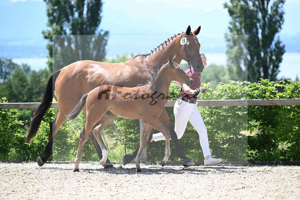 Adzaro de L Abbaye B x Arrivederci_HF_Hunklinger_19240546 | hf-fotografie - Realisiert mit Pictrs.com