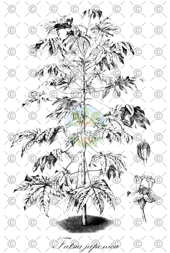 HistAbb_wfo-0000686021_1_ENZY_Simple | Historische Abbildung von Fatsia japonica - Araliaceae (Fingerpalme) | Historical Illustration of Fatsia japonica - Araliaceae
