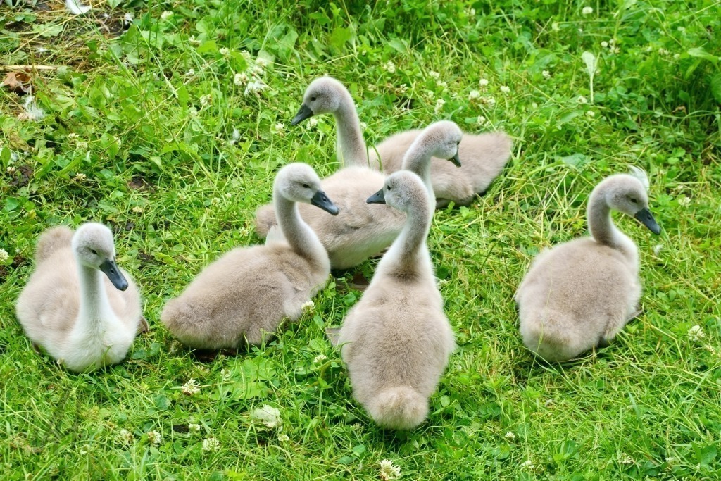 Junge Schwäne | Junge Schwäne - Realisiert mit Pictrs.com