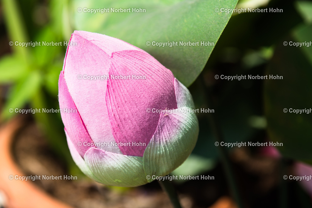 Reisefotografie - Asien - Thailand | Die heilige Blume Thailands - die Lotusblüte. - Realisiert mit Pictrs.com