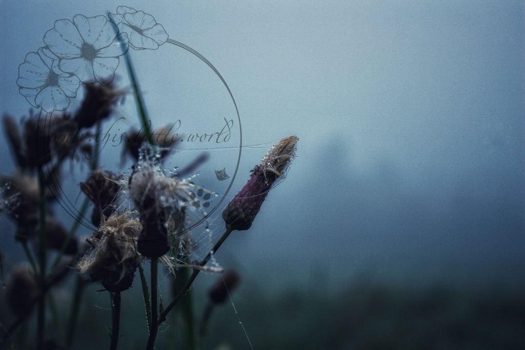 IMG_7428-01 | only.this.little.world - Realisiert mit Pictrs.com