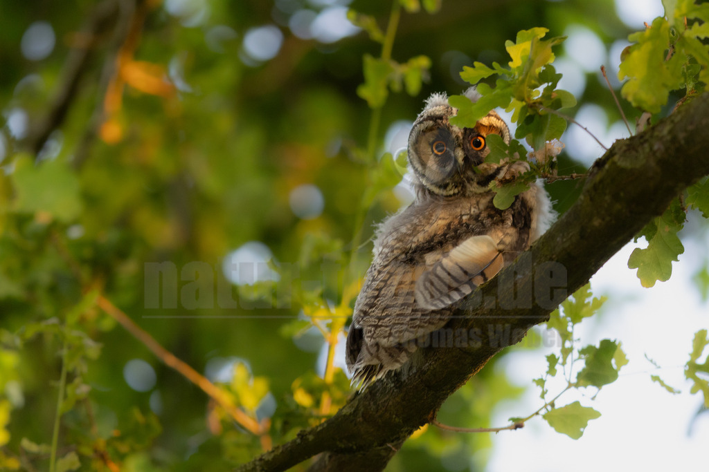 R5M26218_20260623 | Ein junger Waldohreulen-Jungvogel (Asio otus) sitzt aufmerksam auf einem Baumast, umgeben von grünem Laub. Sein noch flauschiges Gefieder zeigt die typische Tarnfärbung in Brauntönen und Grau, während seine großen, leuchtend orangefarbenen Augen wachsam in die Umgebung blicken. Waldohreulen sind nachtaktive Greifvögel, die sich tagsüber gut getarnt in Bäumen verstecken. Ihre Jungvögel, oft als Ästlinge bezeichnet, verlassen das Nest, bevor sie vollständig flugfähig sind, und klettern in den umliegenden Ästen herum, wo sie von den Eltern weiter gefüttert werden. - Realisiert mit Pictrs.com