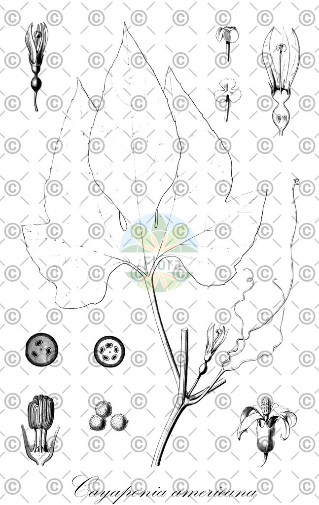 HistAbb_wfo-0000591511_2_ENZY_Simple | Historische Abbildung von Cayaponia americana - Cucurbitaceae | Historical Illustration of Cayaponia americana - Cucurbitaceae