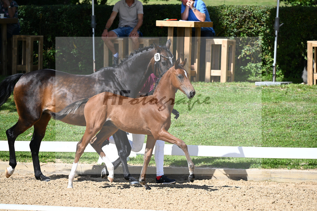 Kat-Nr. 19 HF DSP Va Bene x Rubin Royal_Haegler_27230259 | hf-fotografie - Realisiert mit Pictrs.com