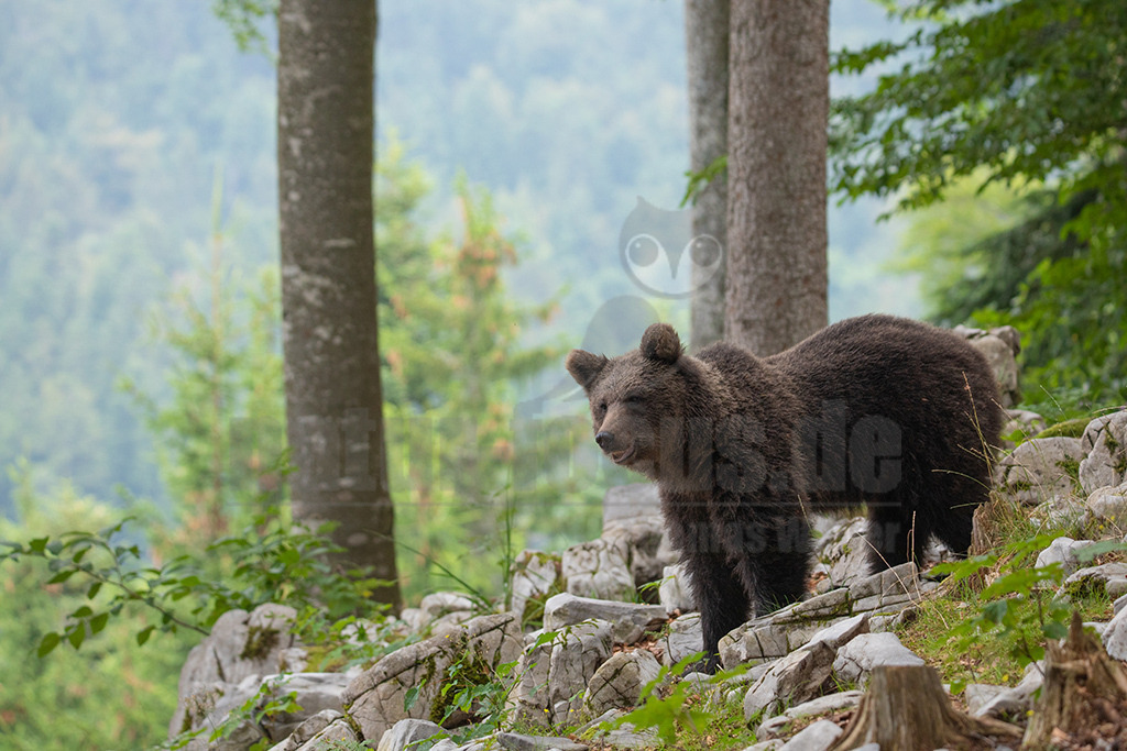 20190813094012-4 | Der Braunbär gehört zu den Säugetieren aus der Familie der Bären. In Eurasien und Nordamerika kommt er in mehreren Unterarten vor, darunter Europäischer Braunbär, Grizzlybär und Kodiakbär. Als eines der größten an Land lebenden Raubtiere der Erde spielt er in zahlreichen Mythen und Sagen eine wichtige Rolle.  - Realisiert mit Pictrs.com
