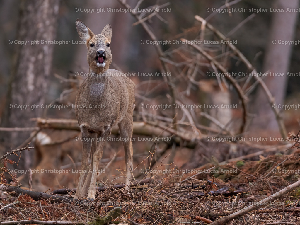 Reh_ Schrecken | bildkomponist - Realisiert mit Pictrs.com