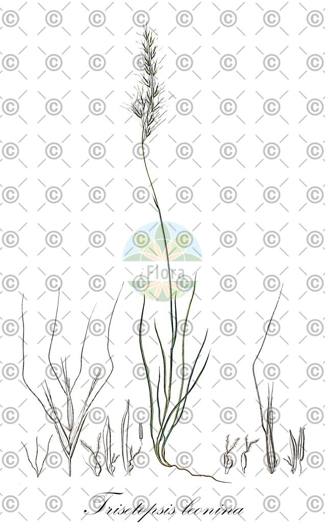 HistAbb_wfo-0000905584_1_ENZY_Simple | Historische Abbildung von Trisetopsis leonina - Poaceae | Historical Illustration of Trisetopsis leonina - Poaceae