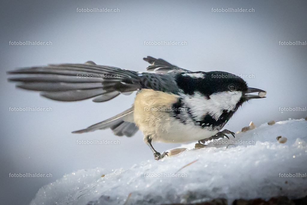 IMG_5281 | Foto Bollhalder 