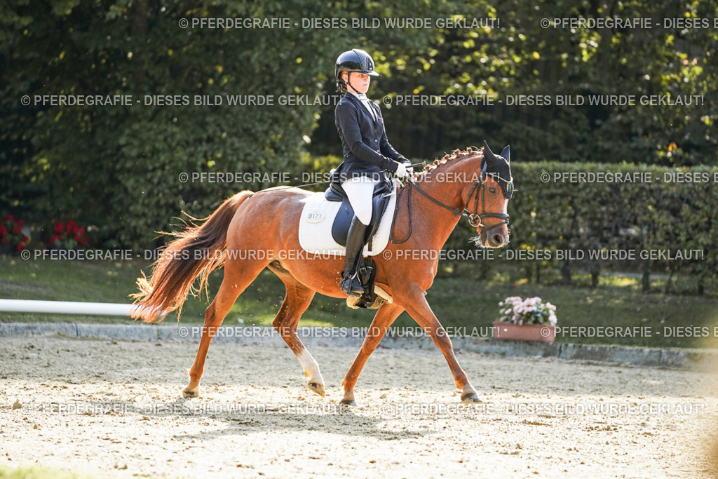 DSC06170 | Pferdegrafie