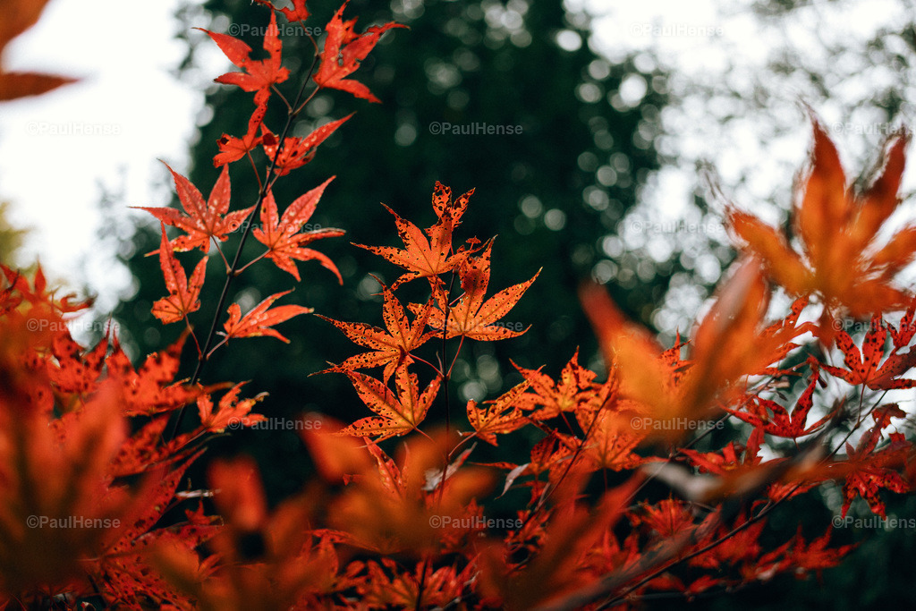 20221020_PaulHense_S0050_DSC00147 | paulhense - Realisiert mit Pictrs.com