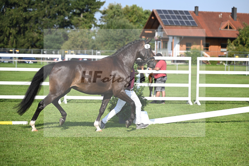 Kat-Nr. 3 Fleur_Hoffmann_34240024 | hf-fotografie - Realisiert mit Pictrs.com