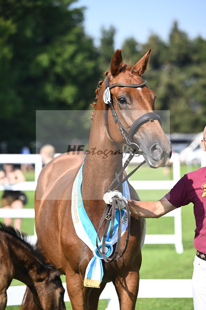 Kat-Nr. 7 Blue Eyes_Lechl_34240144 | hf-fotografie - Realisiert mit Pictrs.com