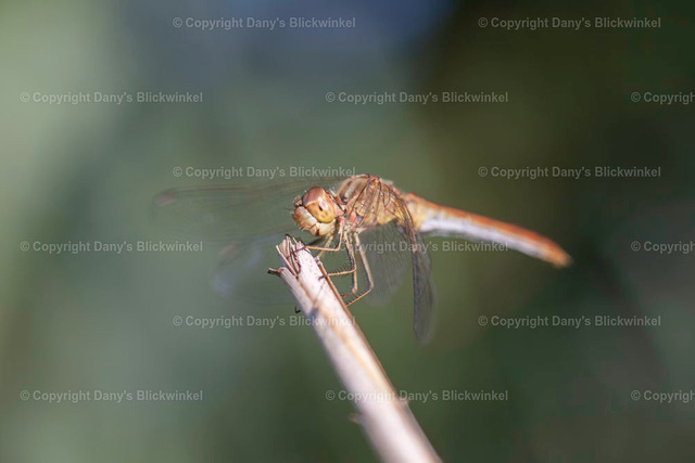 201911 | Tierfotografie, Tierkalender, Tierbilder, Insekten, Spinnen, Vögel, Schmetterling, Libellen, Leinwand, Colorkey, Qualität, Geschenkartikel, Geschenk - Realisiert mit Pictrs.com