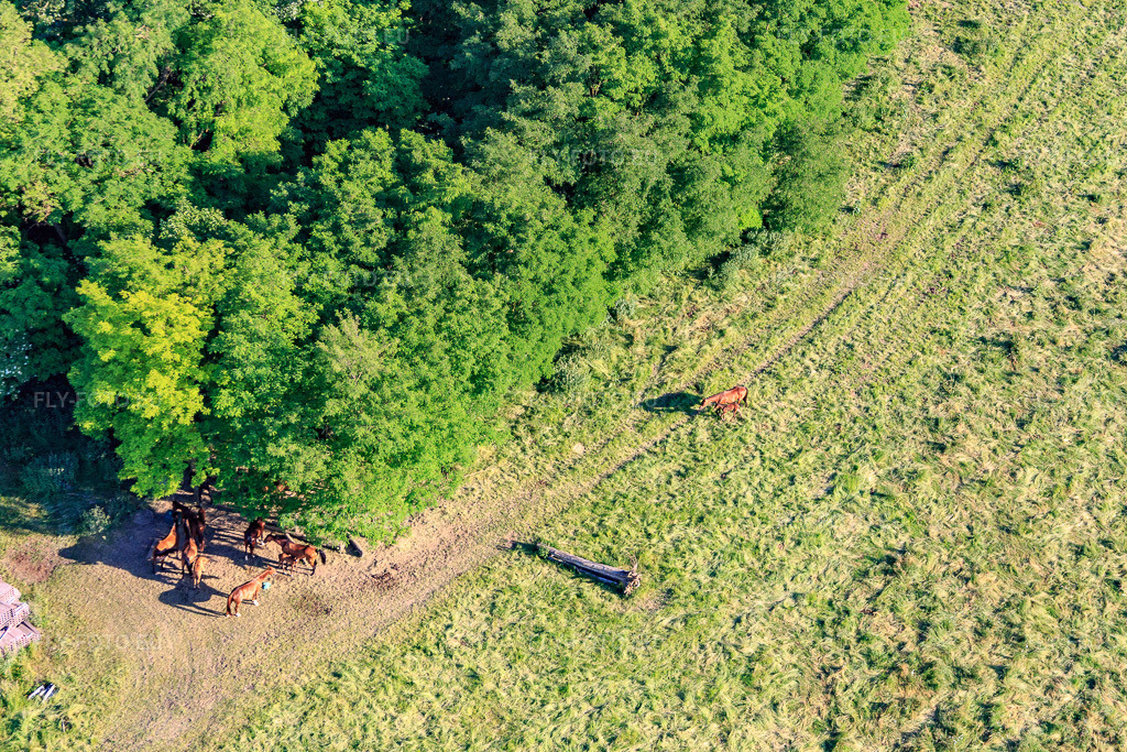 Vue aérienne: Des chevaux dans le pâturage à Scheibenhard dans le département Bas Rhin, France – .Photo: IMG_080163.jpg prise le 05/06/2015 par Werner Riehm/FLY-FOTO.eu – Résolution de l'original: 5472 x 3648 px