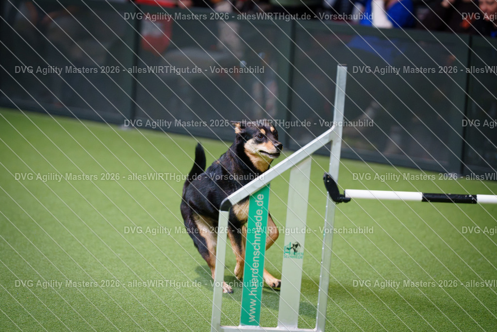 allesWIRTHgut_Tierfotografie-DVG_Agility_Masters_2026-09_46-7R502654 | Professionelle Tierfotografie in Mönchengladbach von Daniel Wirth (allesWIRTHgut). Liebevolle & natürliche Bilder von Hunden & Katzen für unvergessliche Erinnerungen.