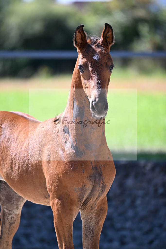 Kat-Nr. 13 Comanchero x Araldik_SF_Joas_26250207 | hf-fotografie - Realisiert mit Pictrs.com