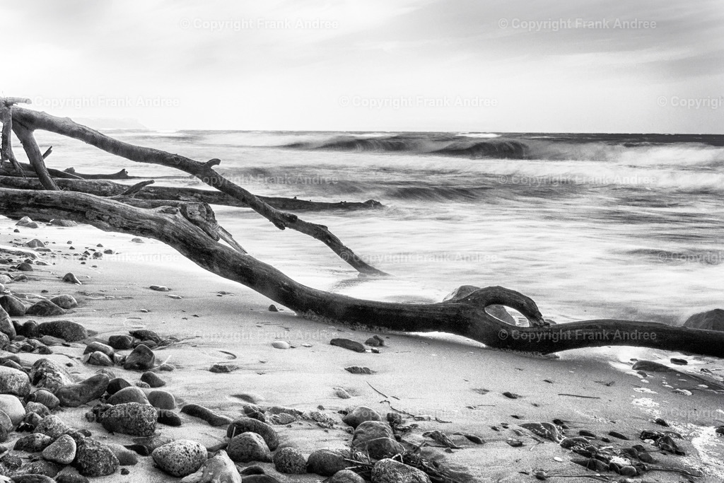 Baumstamm im Meer | Umgestürzte Bäume am Strand der Ostsee. Wellen umspülen die alten Stämme. Landschaftsfotografie in schwarz weiß. - Realisiert mit Pictrs.com