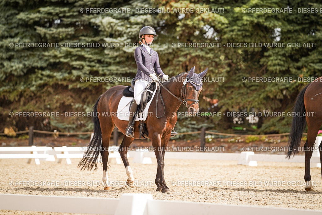 DSC01588 | Pferdegrafie