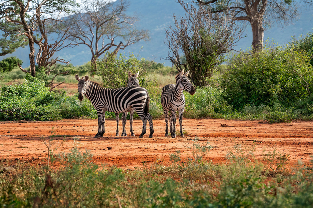Zebras im Tsavo-Nationalpark | Kenia | Premium-Wandbild von justsomewhere.com: Eine Gruppe von Zebras steht auf der charakteristischen roten Erde im Tsavo-Nationalpark in Kenia vor saftig grünen Büschen. - Realisiert mit Pictrs.com