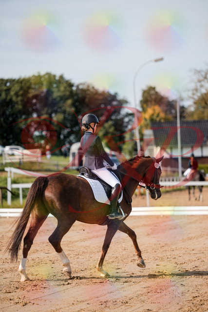 2026_10_03_Siefer-Hof_114802_Z63_27785034 | Professionelle Reitsport-, Turnier- und Eventfotografie von Robert Broda. Galerien mit ausgewählten und bearbeiteten Bildern direkt online ansehen und bestellen.