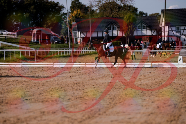 2026_10_03_Siefer-Hof_115612_Z81_96391781 | Professionelle Reitsport-, Turnier- und Eventfotografie von Robert Broda. Galerien mit ausgewählten und bearbeiteten Bildern direkt online ansehen und bestellen.