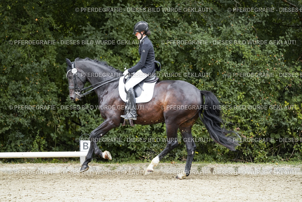 DSC01287 | Pferdegrafie