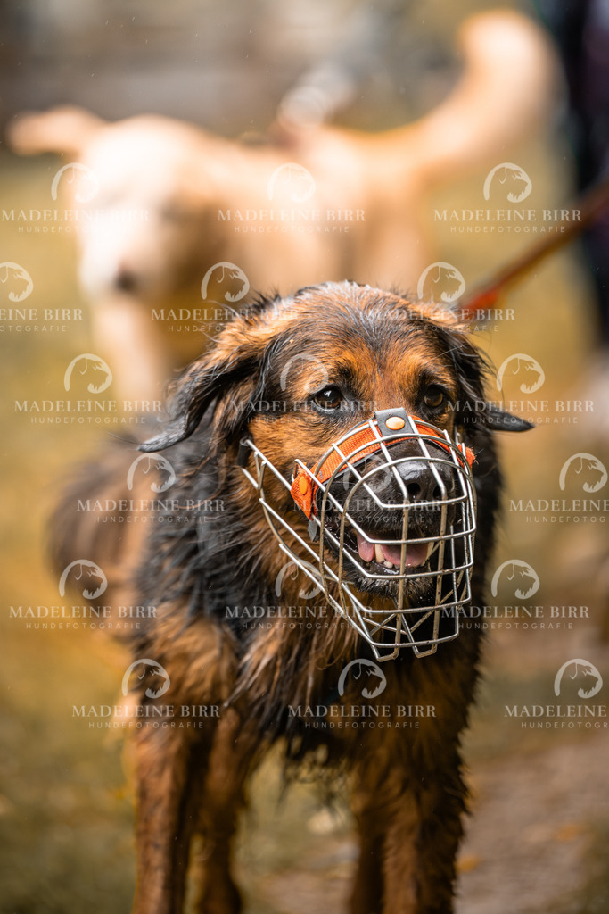 madeleinebirr-fotografie2025.campcanis.sa.8-9Uhr-88 | hundefotografie-birr