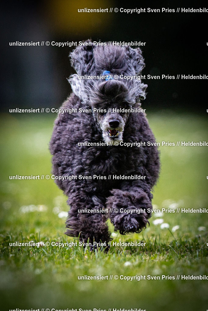 Sven Pries | 2025-05-29 - Pudelrennen KA-Durlach - Realisiert mit Pictrs.com