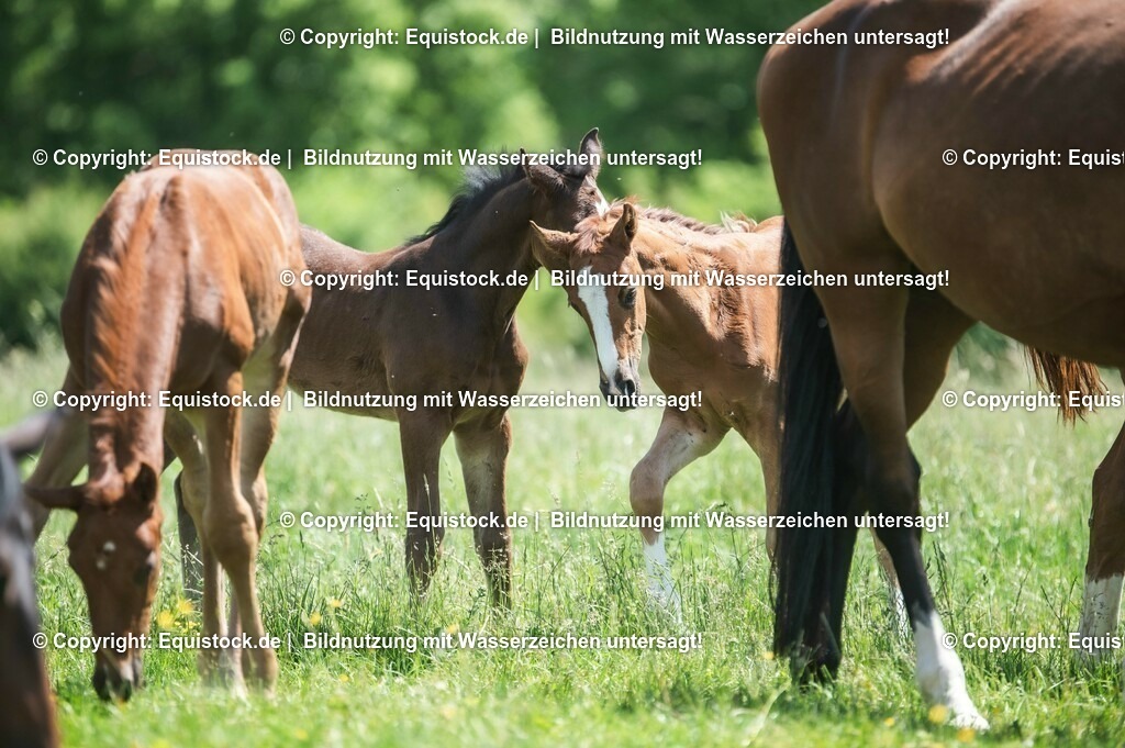 20210617_Fohlen_0194 | Foto: Thomas Hartig