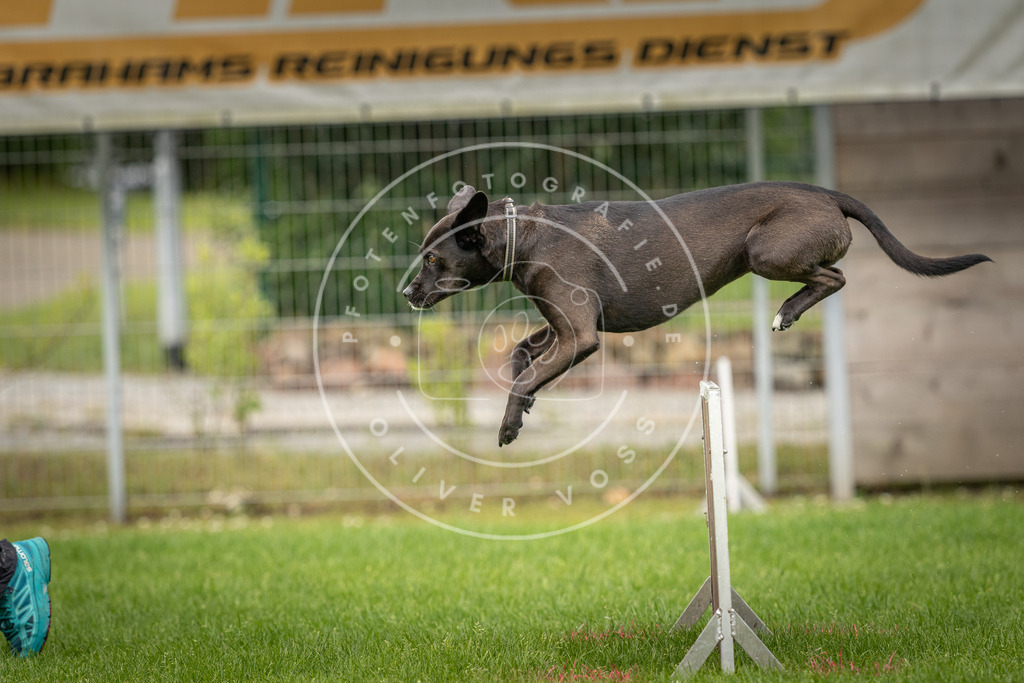 Pfotenfotografie_DV3A5328 | Hundefotografie, Tierfotograf, Pfotenfotografie, Fotoshooting Hund, Hunde Portrait, Hundesport, Hundeportraits, Heideshooting, Hunde, Sportfotograf, Hundefotograf, Turnierhundsport, THS,  - Realisiert mit Pictrs.com