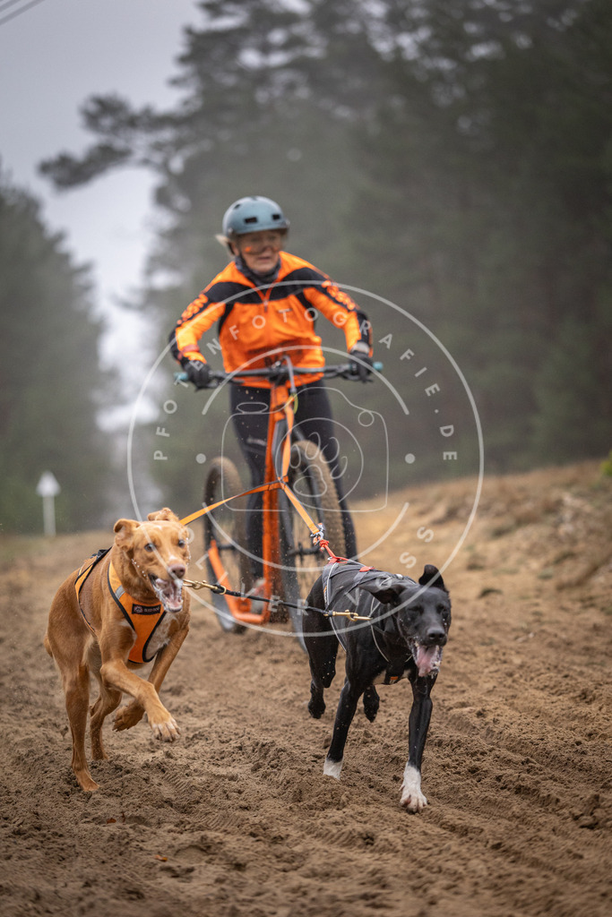 Pfotenfotografie_DV3A1036 | Hundefotografie, Tierfotograf, Pfotenfotografie, Fotoshooting Hund, Hunde Portrait, Hundesport, Hundeportraits, Heideshooting, Hunde, Sportfotograf, Hundefotograf, Turnierhundsport, THS,  - Realisiert mit Pictrs.com