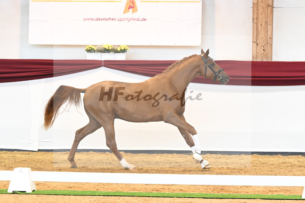 Kat-Nr. 18 v. Desperados_RIH Sportpferde GmbH_66220209 | hf-fotografie - Realisiert mit Pictrs.com