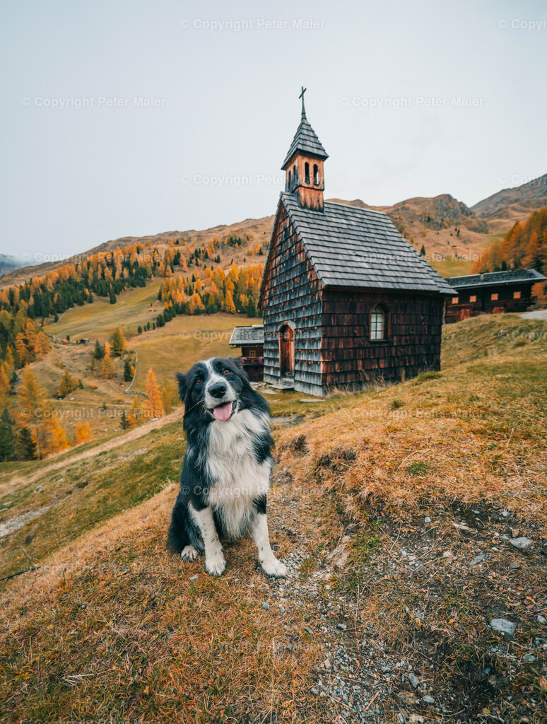 Kamelisenalm_Herbst_5-294 | piet_flosse